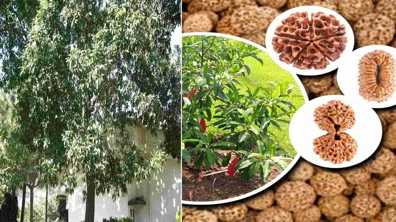 Rudraksha Tree: మన తెలుగు నేలపై కాస్తున్న రుద్రాక్షలు.. ఎక్కడో తెలుసా?