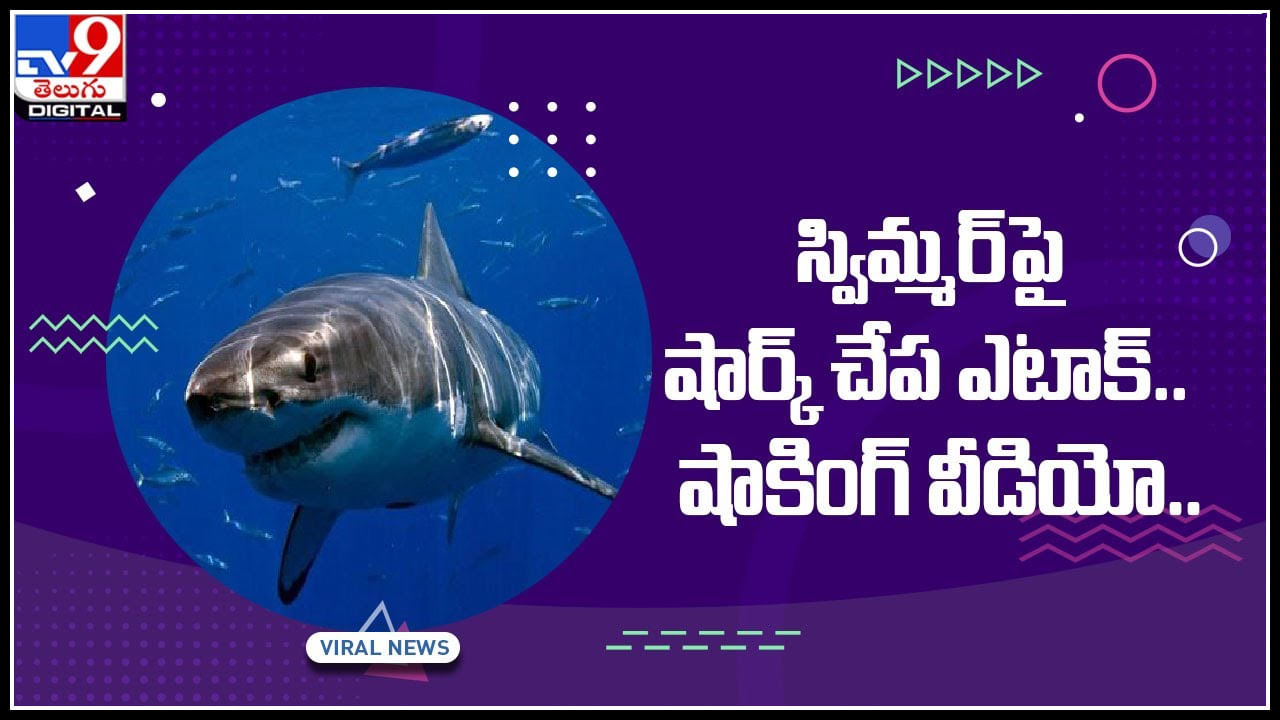 Shark Fish Attack: రెప్పపాటులో అంత అయిపోయింది..! స్విమ్మర్‌పై షార్క్‌ చేప ఎటాక్‌.. షాకింగ్‌ వీడియో..