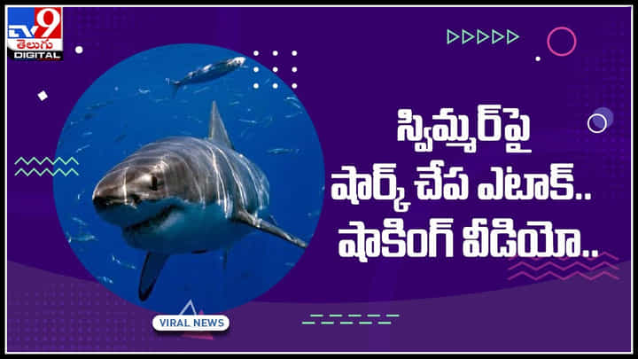 Shark Fish Attack: రెప్పపాటులో అంత అయిపోయింది..! స్విమ్మర్పై షార్క్ చేప ఎటాక్.. షాకింగ్ వీడియో.. Shark Fish Attack: రెప్పపాటులో అంత అయిపోయింది..! స్విమ్మర్పై షార్క్ చేప ఎటాక్.. షాకింగ్ వీడియో..