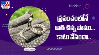 Viral Video: కోతి ముందు మ్యాజిక్‌ ట్రిక్‌ !! ఆ తర్వాత కోతి ఏమి చేసిందంటే ?? వీడియో