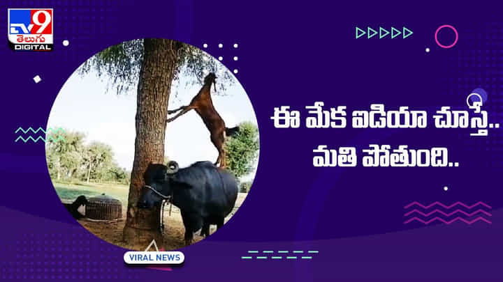 ఆకలి తీర్చుకోవడానికి మేక అద్భుతమైన ఐడియా !! వీడియో మతి పోతుంది !! ఆకలి తీర్చుకోవడానికి మేక అద్భుతమైన ఐడియా !! వీడియో మతి పోతుంది !!