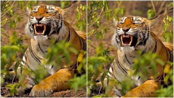 Viral Photo: ఆశ్చర్యం.. పులి నిజంగానే నవ్వుతుందా.. సోషల్ మీడియాలో వైరల్ అవుతున్న టైగర్ ఫొటో..?
