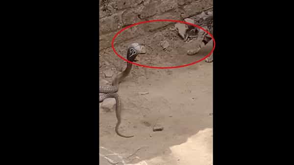 Viral Video: పిల్లి - పాము మధ్య భీకర ఫైటింగ్.. భయంతో పరుగులు తీసిన స్థానికులు..