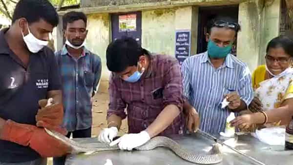 Watch Video: వామ్మో.. తాచుపాముకు ప్రాణం పోశారు.. ప్రాణాలతో కొట్టుమిట్టాడుతుండగా.. వీడియో