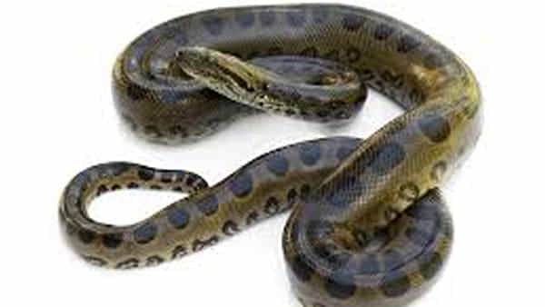 Viral Video: ఫొటోగ్రాఫర్పై పడగెత్తిన పాము..పరుగులంకించుకున్నా వదల్లేదు.. ఆ తర్వాత ఏం జరిగిందంటే..
