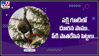 Viral Video: ఇదేం పిచ్చి బాబు.. ఒంటినిండా కీటకాలే…! గిన్నిస్‌ రికార్డ్‌ కోసం టాటూలు.. నెట్టింట వైరల్ అవుతున్న వీడియో