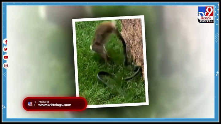 Snake vs Rabbit: పాముతో భీకరంగా పోరాడిన కుందేలు.! చివరకి ఎం అయ్యిందంటే.. వీడియో Snake vs Rabbit: పాముతో భీకరంగా పోరాడిన కుందేలు.! చివరకి ఎం అయ్యిందంటే.. వీడియో