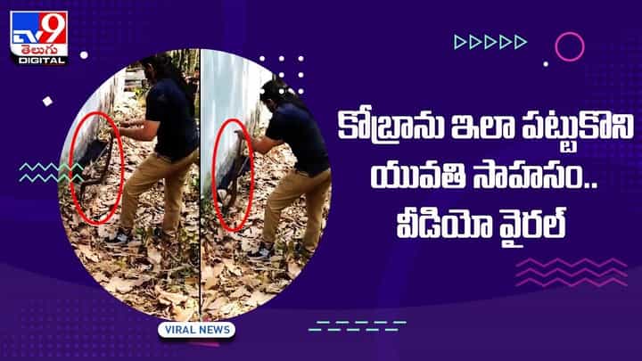 Viral Video: యువతి సాహసం.. కోబ్రాను ఇలా పట్టుకొని.. వీడియో వైరల్ Viral Video: యువతి సాహసం.. కోబ్రాను ఇలా పట్టుకొని.. వీడియో వైరల్
