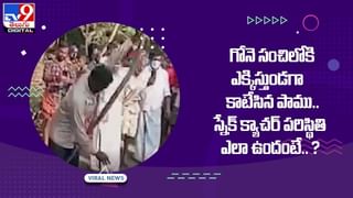 Viral Video: పిల్లి – పాము మధ్య భీకర ఫైటింగ్.. భయంతో పరుగులు తీసిన స్థానికులు..