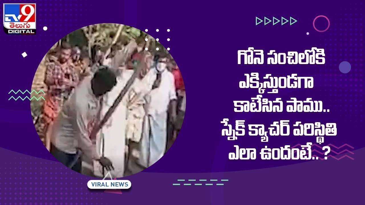 గోనె సంచిలోకి ఎక్కిస్తుండగా కాటేసిన పాము !! స్నేక్‌ క్యాచర్‌ పరిస్థితి ఎలా ఉందంటే ??  వీడియో