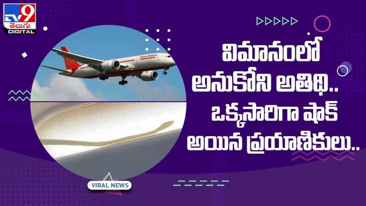 విమానంలో అనుకోని అతిథి !! ఒక్కసారిగా షాక్ అయిన ప్రయాణికులు !! వీడియో విమానంలో అనుకోని అతిథి !! ఒక్కసారిగా షాక్ అయిన ప్రయాణికులు !! వీడియో