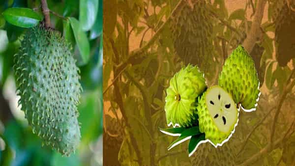 Soursop: క్యాన్సర్కు దివ్య ఔషధం ఆ పండు, ఆ ఆకులు.. కీమో థెరపీ కంటే మేలు చేస్తుంది.. ఈ చెట్లు పెంచమంటున్న పరిశోధకులు