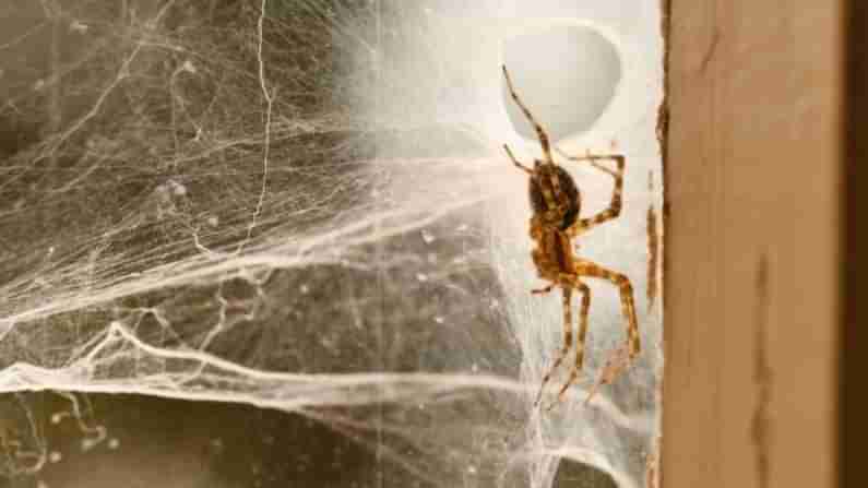 Spiders: సాలీడు పురుగులతో చాలా ప్రమాదం.. ఇంట్లో నుంచి ఈ విధంగా తరిమెయ్యండి..?