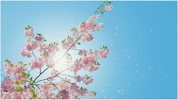 Spring Season: వసంతకాలం పరిమళాలు వెదజల్లే కాలం.. అందమైన ప్రదేశాలని చూస్తే మనసుకి కొత్త ఉత్సాహం..?