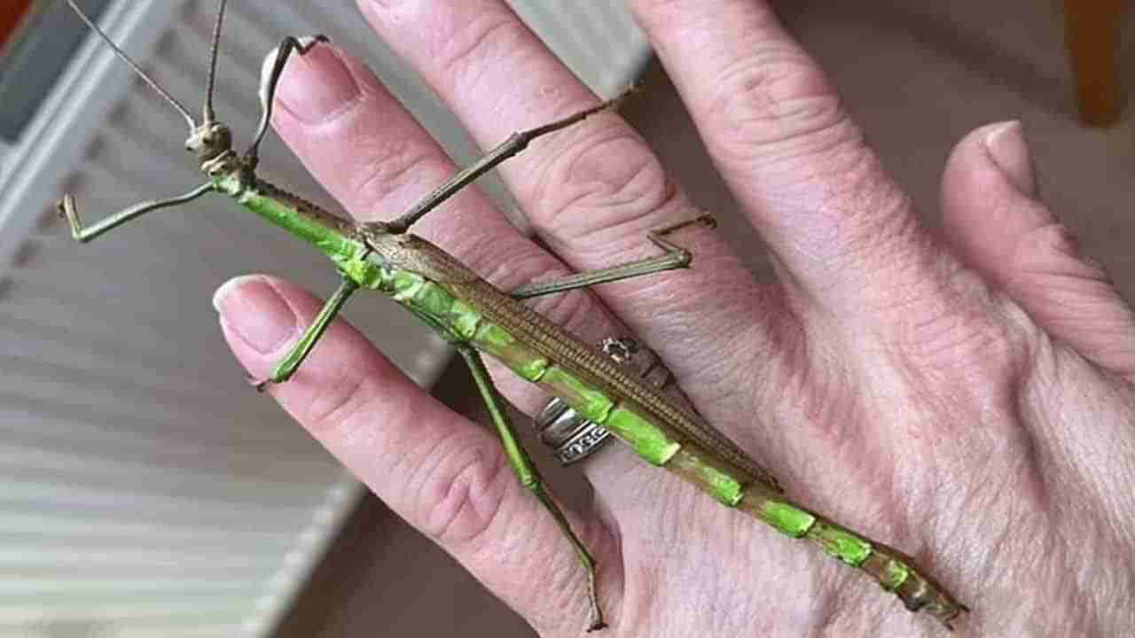 Stick Insect: ఓ వ్యక్తి పెంపుడు మిడత.. సగం ఆడ.. సగం మగ.. ఇదెలా సాధ్యం అంటున్న శాస్త్రవేత్తలు