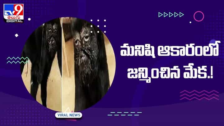 మనిషి ఆకారంలో జన్మించిన మేక !! నెట్టింట వీడియో వైరల్ మనిషి ఆకారంలో జన్మించిన మేక !! నెట్టింట వీడియో వైరల్
