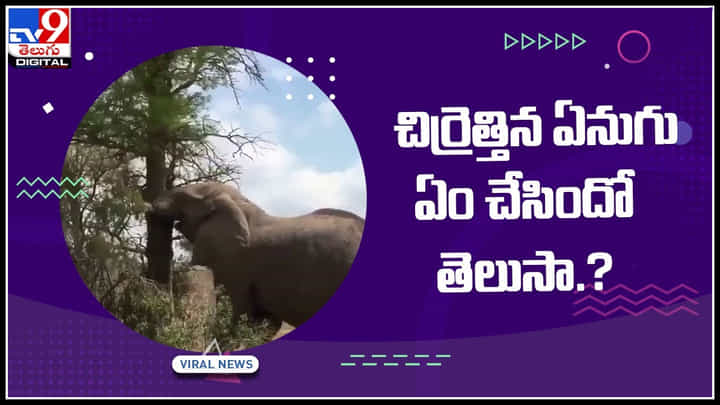 Elephant Funny Video: చిర్రెత్తిన ఏనుగు ఏం చేసిందో తెలుసా..? నెట్టింట వైరల్ అవుతున్న వీడియో.. Elephant Funny Video: చిర్రెత్తిన ఏనుగు ఏం చేసిందో తెలుసా..? నెట్టింట వైరల్ అవుతున్న వీడియో..