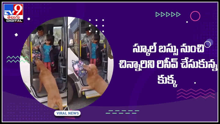 Dog Viral Video: స్కూలునుంచి వచ్చిన చిన్నారిని రిసీవ్ చేసుకున్న కుక్క.. నెట్టింట వైరల్ అవుతున్న క్యూట్ వీడియో Dog Viral Video: స్కూలునుంచి వచ్చిన చిన్నారిని రిసీవ్ చేసుకున్న కుక్క.. నెట్టింట వైరల్ అవుతున్న క్యూట్ వీడియో