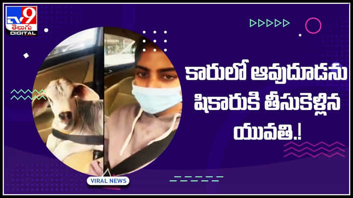 Viral Video: కారులో ఆవుదూడను షికారుకి తీసుకెళ్లిన యువతి.! వైరల్ అవుతున్న వీడియో.. Viral Video: కారులో ఆవుదూడను షికారుకి తీసుకెళ్లిన యువతి.! వైరల్ అవుతున్న వీడియో..