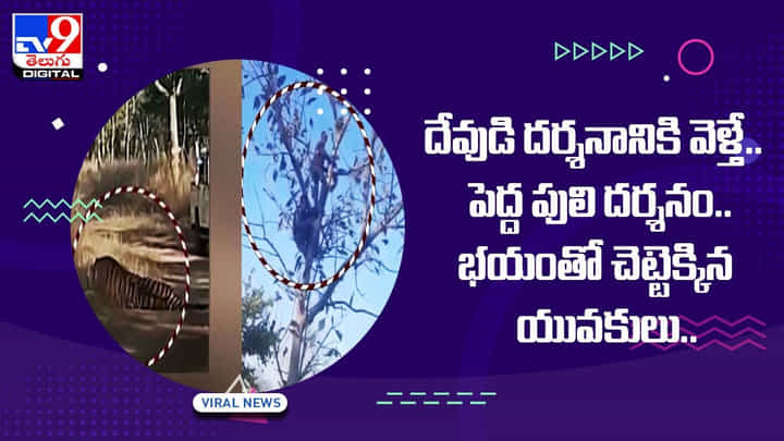 దేవుడి దర్శనానికి వెళ్తే.. పెద్ద పులి దర్శనం.. భయంతో చెట్టెక్కిన యువకులు !! వీడియో దేవుడి దర్శనానికి వెళ్తే.. పెద్ద పులి దర్శనం.. భయంతో చెట్టెక్కిన యువకులు !! వీడియో