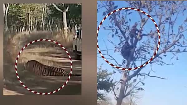 Viral Video: దైవదర్శనానికి పెద్దపులి ఎదురు వచ్చింది.. చుట్టూ ఎవరూ లేరు.. ఆ తర్వాత