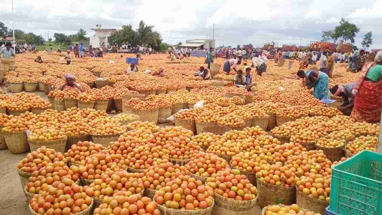 Andhra Pradesh: దారుణంగా పడిపోయిన టమోటా ధరలు.. ఏకంగా మార్కెట్‌నే మూసేశారు..!