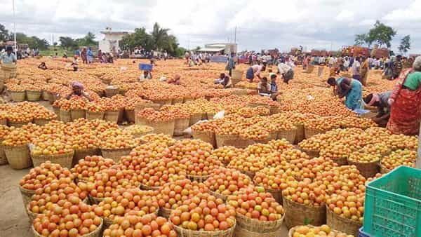 Andhra Pradesh: దారుణంగా పడిపోయిన టమోటా ధరలు.. ఏకంగా మార్కెట్నే మూసేశారు..!