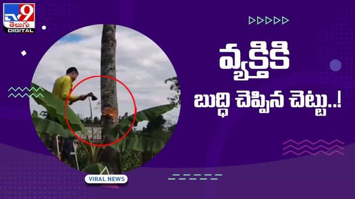 వ్యక్తికి బుద్ధిచెప్పిన చెట్టు !! చెట్టు రివెంజ్ తీర్చుకుందంటున్న నెటిజెన్స్ !! వీడియో వ్యక్తికి బుద్ధిచెప్పిన చెట్టు !! చెట్టు రివెంజ్ తీర్చుకుందంటున్న నెటిజెన్స్ !! వీడియో