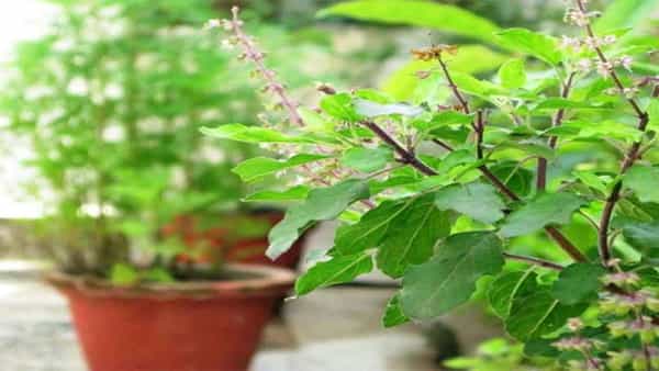 Health Benefits of Tulasi: సర్వరోగ నివారిణి మీ ఇంట్లోనే ఉంది.. ఏంటి నమ్మట్లేదా..? అయితే ఇది చదవండి..