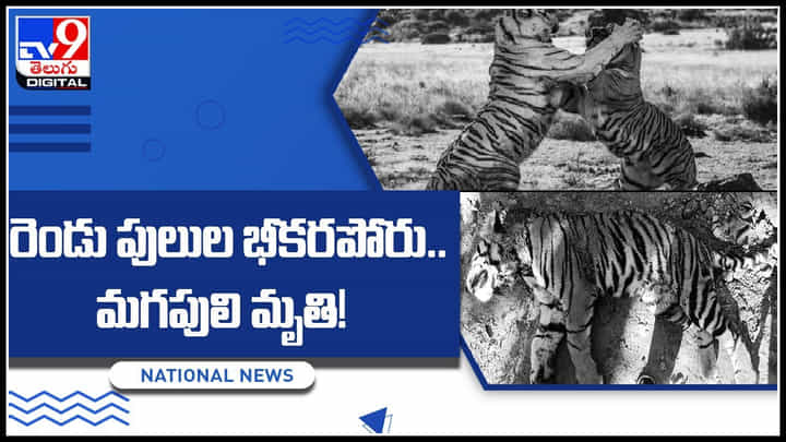 Tiger Viral Video: రెండు పులుల భీకరపోరు.. ఒళ్ళు గగుర్పొడిచే వీడియో.. మగపులి మృతి..! Tiger Viral Video: రెండు పులుల భీకరపోరు.. ఒళ్ళు గగుర్పొడిచే వీడియో.. మగపులి మృతి..!
