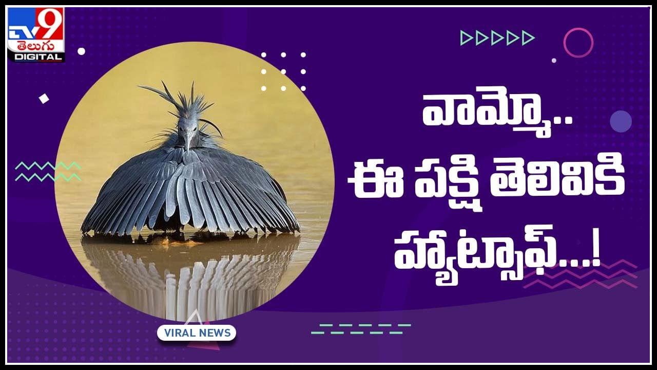 Bird Viral Video: వామ్మో.. ఈ పక్షి తెలివికి హ్యాట్సాఫ్‌...! విచిత్రంగా చేపలను వేటాడుతున్న పక్షి.. వీడియో