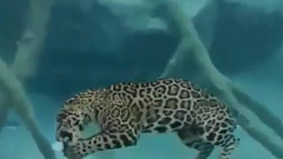 Viral Video: ఊ అంటావా మావ పాటకు అదరగొట్టిన పెళ్లి కూతురు.. వీడియో చూస్తే వావ్ అనాల్సిందే..