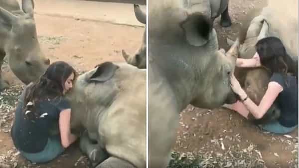Viral Video: ఖడ్గమృగాన్ని కౌగిలించుకున్న యువతి.. రియాక్షన్ ఎలా ఉందంటే..?