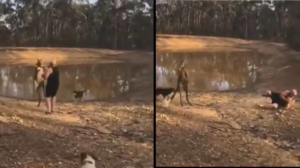 Viral Video: Kangaroo is not normal and .. if you give a punch you have to  fall .. and so on .. | PiPa News