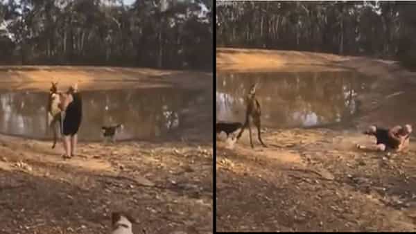 Viral Video: కంగారూతో మాములుగా ఉండదు మరి.. పంచ్ ఇస్తే పడిపోవాల్సిందే.. అంతేగా..