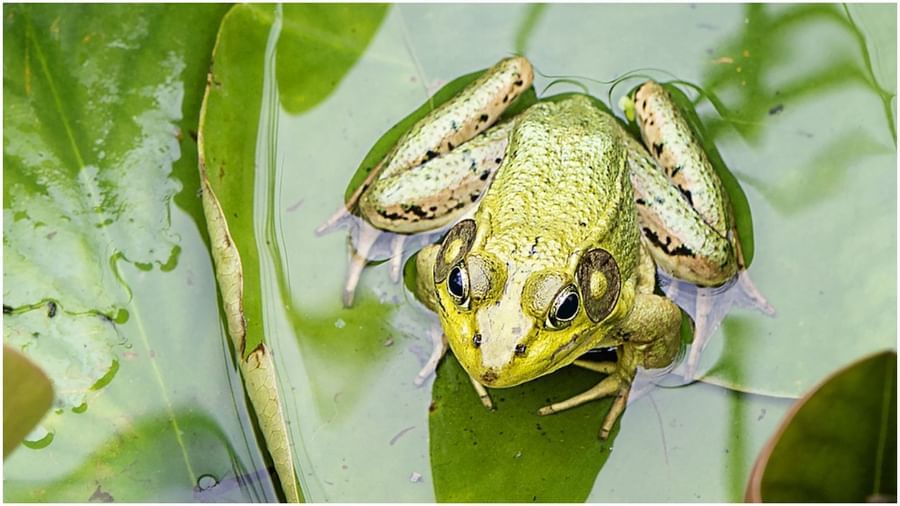 Viral Photos: This creature is very special on earth .. It does not drink  water by mouth .. Cold means extreme fear .. | Interesting facts about frog  who do not consume