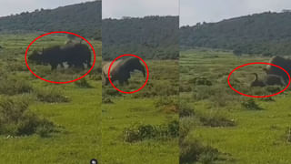 Viral Video: సింహం భయపడటం ఎప్పుడైనా చూశారా?.. చెట్టును పట్టుకుని ఎలా విలపించిందో ఓసారి చూడండి..