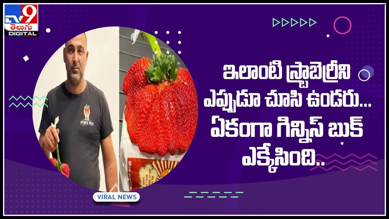 Straberry: ఇలాంటి స్ట్రాబెర్రీని ఎప్పుడూ చూసి ఉండరు... ఏకంగా గిన్నిస్ బుక్ ఎక్కేసింది.. వీడియో Straberry: ఇలాంటి స్ట్రాబెర్రీని ఎప్పుడూ చూసి ఉండరు... ఏకంగా గిన్నిస్ బుక్ ఎక్కేసింది.. వీడియో