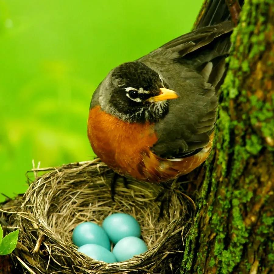 Shocking effect of climate change on birds laying eggs four weeks early ..  Scientists who discovered the