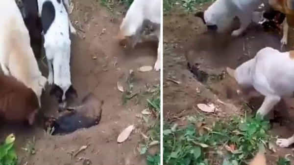 Viral Video: కుక్కకు అంతిమ సంస్కారాలు నిర్వహించిన తోటి శునకాలు.. నెటిజన్ల హృదయాలను హత్తుకుంటోన్న వీడియో..