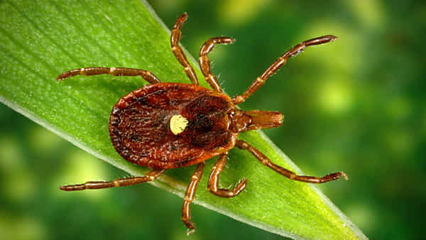 Heartland Virus: కలవరపెడుతోన్న కొత్త వైరస్.. నల్లుల నుంచి వేగంగా వ్యాప్తి.. వారికే ముప్పంటున్న వైద్య నిపుణులు..