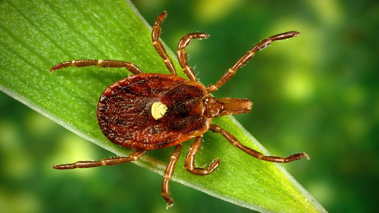 Heartland Virus: కలవరపెడుతోన్న కొత్త వైరస్.. నల్లుల నుంచి వేగంగా వ్యాప్తి.. వారికే ముప్పంటున్న వైద్య నిపుణులు..