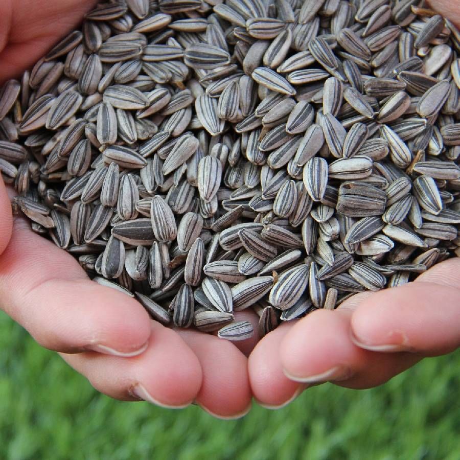 చర్మ సంరక్షణలో పొద్దుతిరుగుడు విత్తనాలకు ప్రత్యేక స్థానముంది. వీటిని తీసుకోవడం వల్ల విటమిన్-ఇ లోపం సమస్యలు దూరమవుతాయి. ఇందులోని పోషకాలు చర్మానికి ఆరోగ్యాన్ని చేకూరుస్తాయి. అయితే వీటిని ఎలా? ఎంత పరిమాణంలో తీసుకోవాలి? అనే విషయాలను ముందుగా వైద్య నిపుణుల సలహాలను అడిగితీసుకోవాలి.