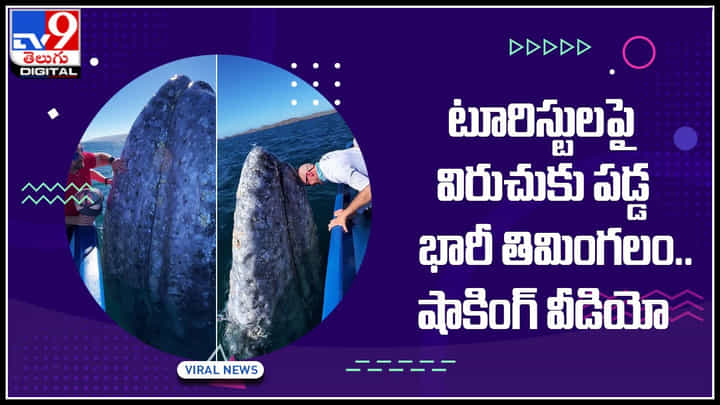 Viral Video: టూరిస్టులపై విరుచుకుపడ్డ భారీ తిమింగలం.. నెట్టింట వైరల్ అవుతున్న షాకింగ్ వీడియో..! Viral Video: టూరిస్టులపై విరుచుకుపడ్డ భారీ తిమింగలం.. నెట్టింట వైరల్ అవుతున్న షాకింగ్ వీడియో..!