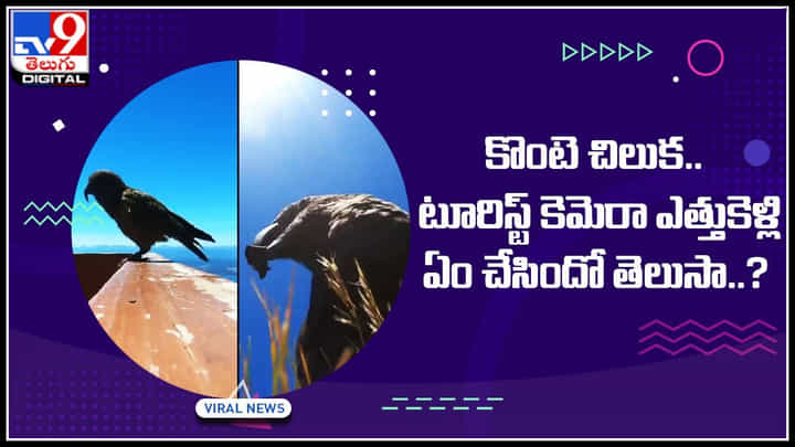 Parrot Viral Video: కొంటె చిలుక... టూరిస్ట్ కెమెరా ఎత్తుకెళ్లి ఏం చేసిందో తెలుసా..? వైరల్ అవుతున్న వీడియో.. Parrot Viral Video: కొంటె చిలుక... టూరిస్ట్ కెమెరా ఎత్తుకెళ్లి ఏం చేసిందో తెలుసా..? వైరల్ అవుతున్న వీడియో..