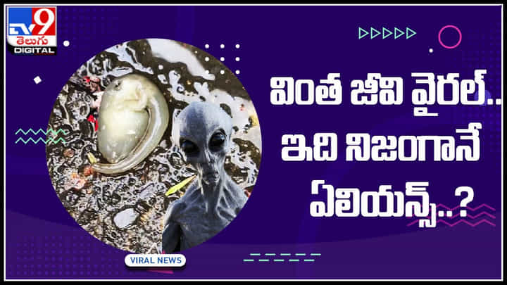 Alien original video: ఇదే అసలైన ఏలియన్స్ రూపం అంటున్న నెటిజన్లు.. వైరల్ అవుతున్న వింత జీవి వీడియో.. Alien original video: ఇదే అసలైన ఏలియన్స్ రూపం అంటున్న నెటిజన్లు.. వైరల్ అవుతున్న వింత జీవి వీడియో..