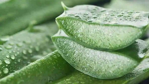 Aloe Vera: ఆ సమస్యతో బాధపడితే కలబంద వాడండి.. తక్షణమే ఉపశమనం..