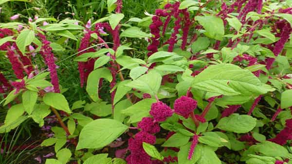 Amaranth Health Benefits: వీరికి ఈ చిరుధాన్యలు దివ్యమైన ఆహారం.. ఎన్ని లాభాలో తెలిసిస్తే..