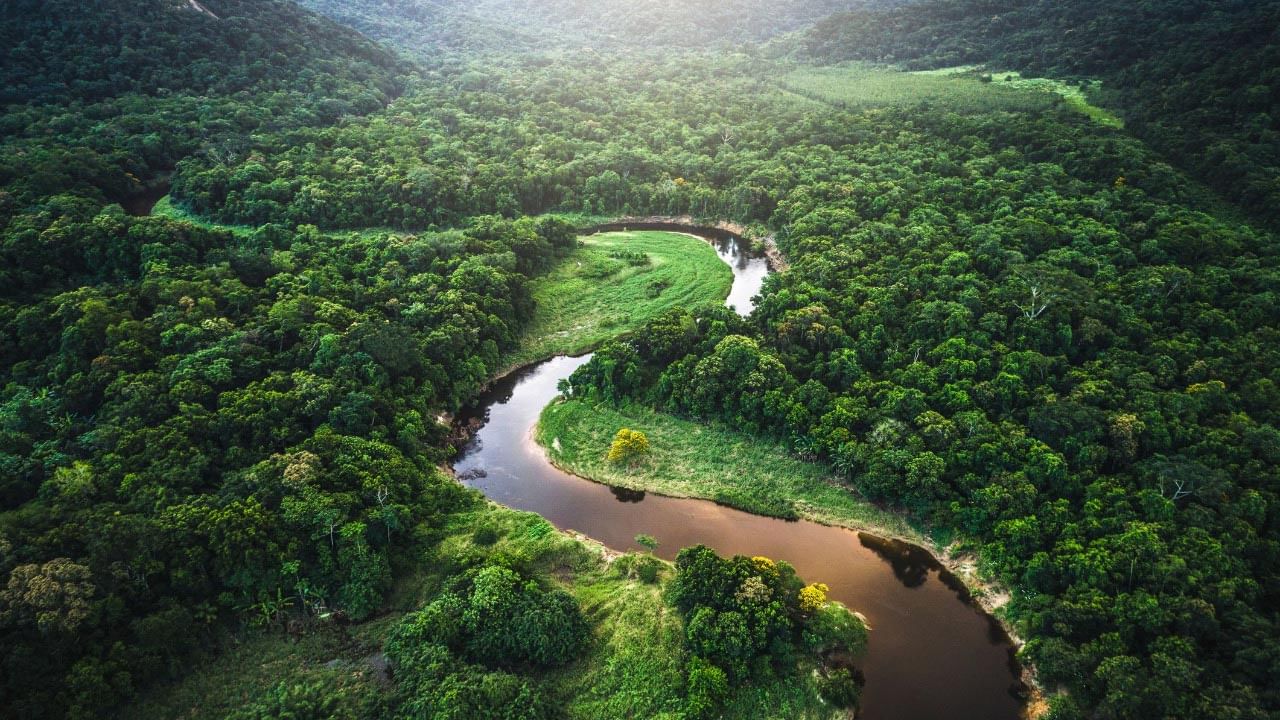 Amazonrainforest 1