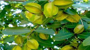 Arjuna Fruit: అర్జునపండులో అదిరే ఔషధ గుణాలు.. నోటి దుర్వాసనకి చక్కటి పరిష్కారం..
